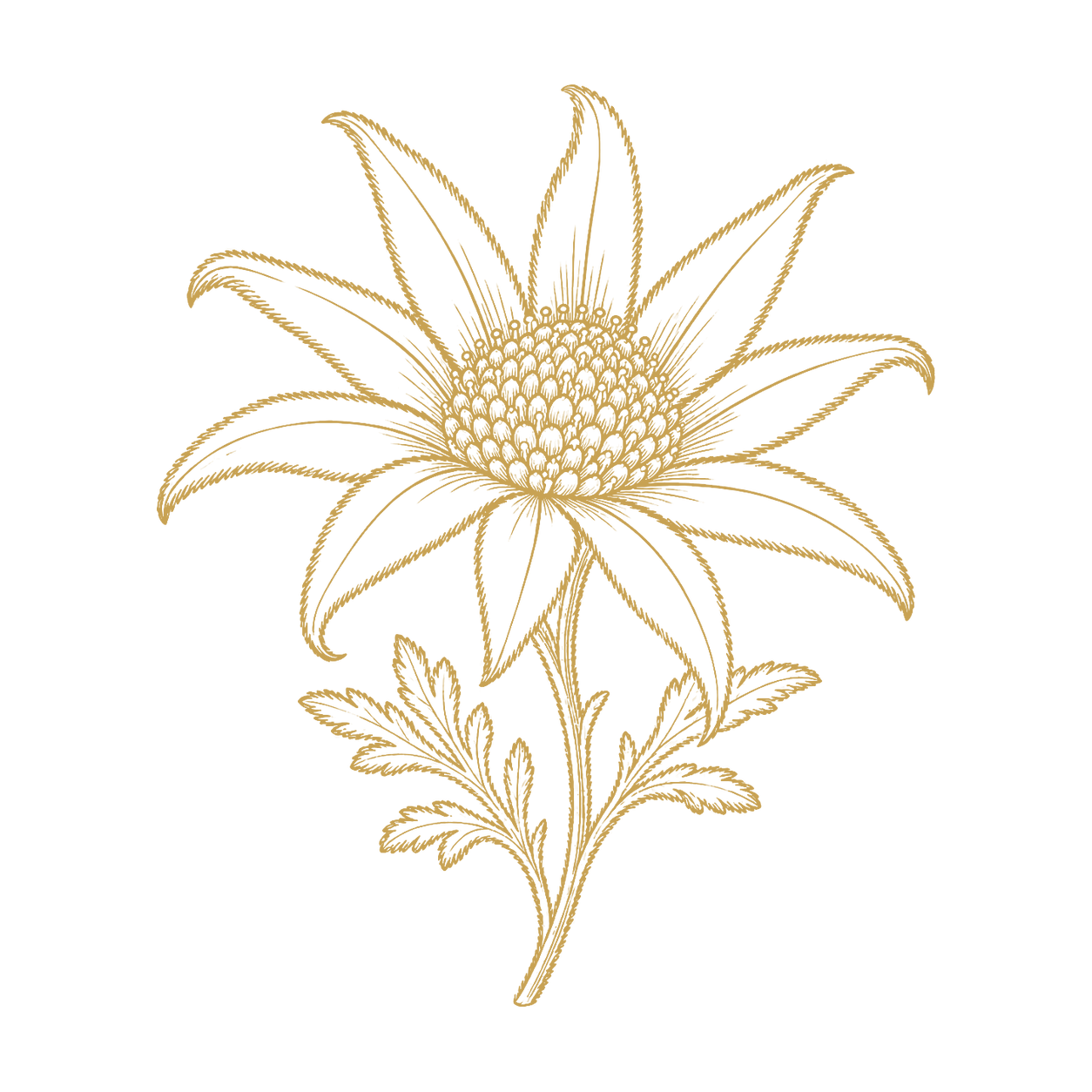 Flannel Flower Icon