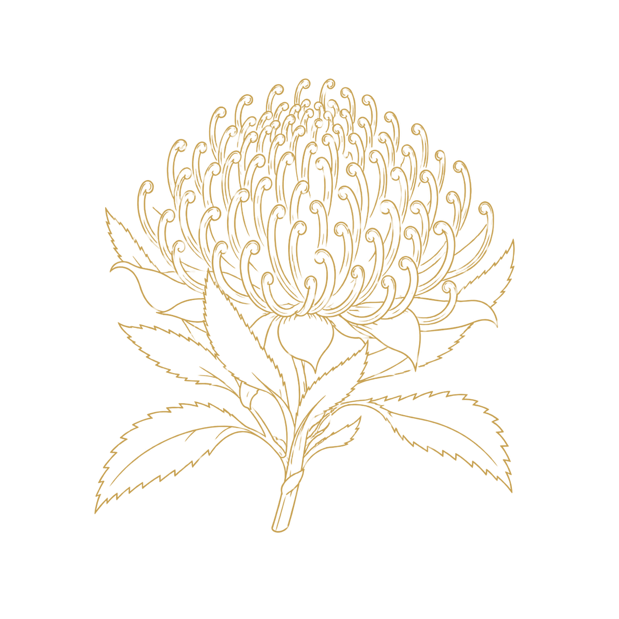 Waratah Icon